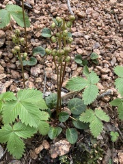 Pyrola chlorantha