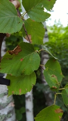 Betulaceae