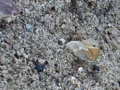 Coenonympha california