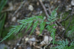 Asplenium adiantum-nigrum