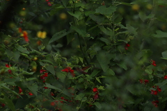 Saucerottia beryllina