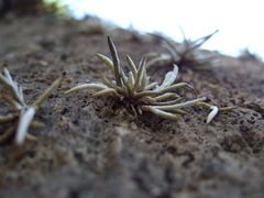 Tillandsia