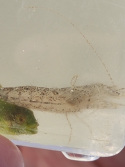 Crangon septemspinosa