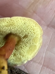 Hortiboletus rubellus