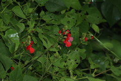 Saucerottia beryllina