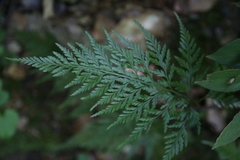 Asplenium adiantum-nigrum