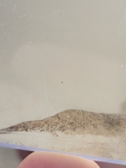 Crangon septemspinosa