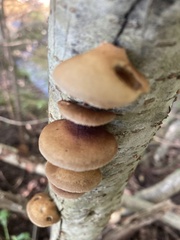 Crepidotus applanatus