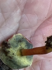 Hortiboletus rubellus