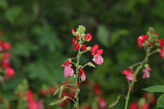 Saucerottia beryllina