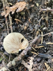 Crepidotus applanatus