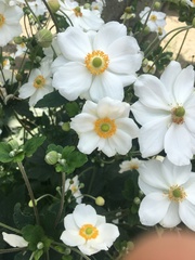 Eriocapitella hupehensis