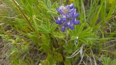 Lupinus caudatus