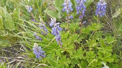Lupinus caudatus