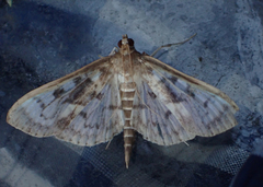 Herpetogramma