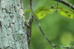 Sceloporus undulatus