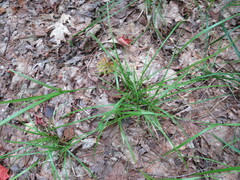 Carex intumescens