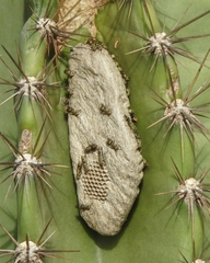 Protopolybia exigua