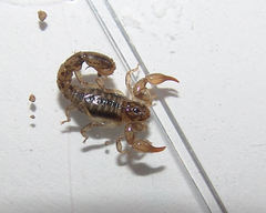 Superstitionia donensis