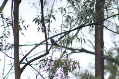 Melanotis caerulescens
