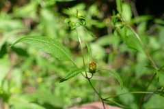 Bidens discoidea