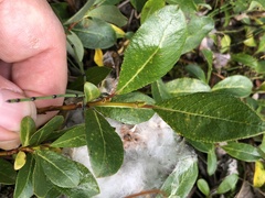 Salix arctica