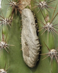Protopolybia exigua