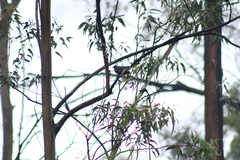 Melanotis caerulescens