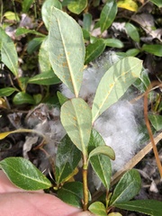 Salix arctica
