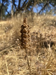 Bellardia trixago