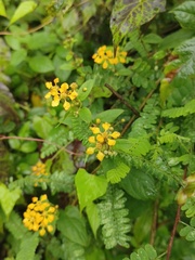 Gaudichaudia cynanchoides