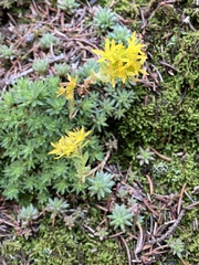 Sedum lanceolatum
