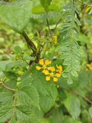 Gaudichaudia cynanchoides