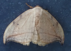 Drepana arcuata