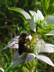 Cerceris bicornuta