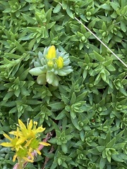 Sedum lanceolatum