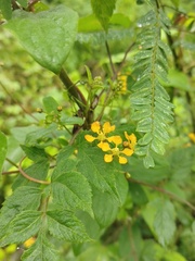 Gaudichaudia cynanchoides