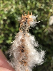 Salix arctica