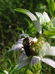 Cerceris bicornuta