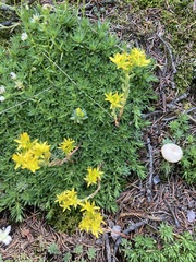 Sedum lanceolatum