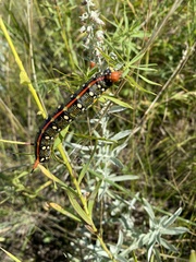 Hyles euphorbiae