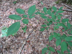 Betulaceae
