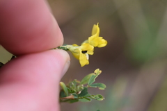 Brassicogethes aeneus