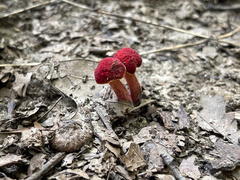 Hortiboletus rubellus
