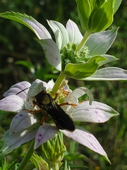 Cerceris bicornuta