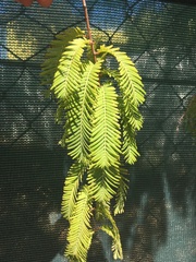 Metasequoia