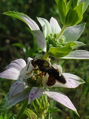 Cerceris bicornuta