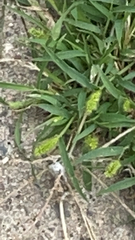 Setaria viridis