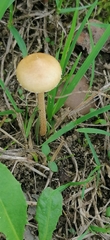 Agrocybe