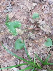 Violaceae